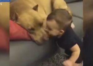 YouTube: Bebé despertó con un beso a perro y este lo…