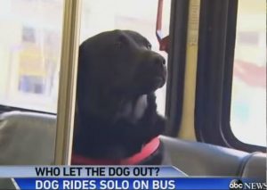 YouTube: Conoce a  Eclipse, el perro que toma un autobús para ir al parque solo