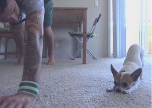 YouTube: ¿Sabías que tu perro puede hacer yoga? Conoce el DOGA
