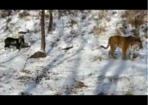 YouTube: Feroz tigre debía almorzar a una cabra viva, pero no esperaba que…