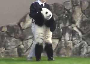 YouTube: Travieso panda escapándose de su cuidador te sacará una sonrisa