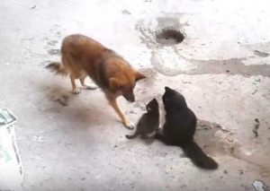 YouTube: Gata regresó a visitar a su amigo perro y a presentarle a sus gatitos