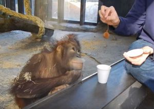 YouTube: Mira la increíble reacción de este orangután al ver un truco de magia