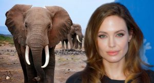 Angelina Jolie es acusada de maltrato animal