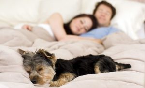 Mascotas: ¿Es bueno dormir con ellas?