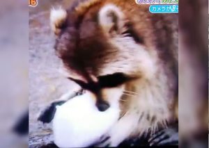 ¡Pobrecito! Mira la tierna reacción de un mapache al perder su dulce (VIDEO)