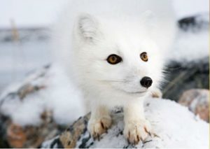 YouTube: ¡Increíble! Zorro polar finge su muerte para poder escapar de cazadores