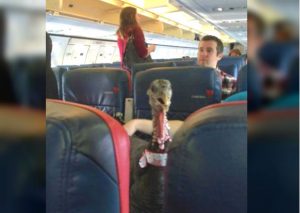 Este pavo como pasajero en un avión se volvió viral por una buena razón (FOTOS)