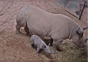 Twitter: Logran grabar el nacimiento de un rinoceronte (VIDEO)