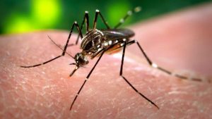 ¡Alerta! ¡Virus del Zika llegó a Perú!