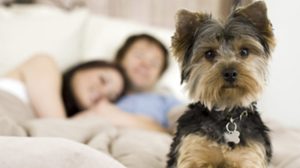 ¿Cómo benefician las mascotas tu relación?