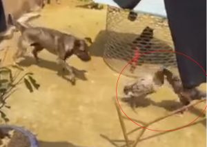 YouTube: Perrito intenta detener de forma graciosa a dos gallos que quieren pelear