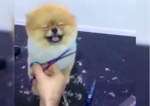 Facebook: ¡Ternurita! Perrito se muestra muy feliz mientras le cortan el pelo (VIDEO)