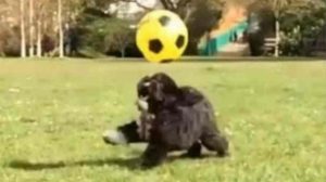 YouTube: Versión canina de Ronaldo es una sensación en redes sociales