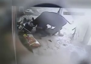 Una vaca le salva la vida a una mujer que era atacada por un hombre (VIDEO)