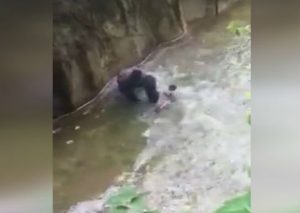 Estados Unidos: Gorila es asesinado por proteger a un niño (VIDEO)