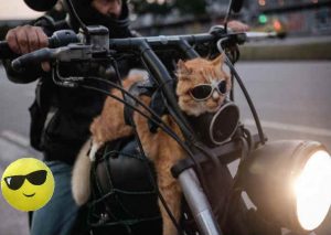 Brasil: Conoce a Chiquinho, el gato motociclista – FOTOS