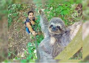 Facebook: Selfie de oso  perezoso es el viral del momento – FOTO