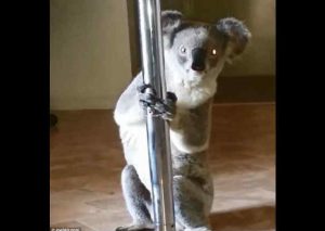 YouTube:  Conoce al koala que realizó un divertido ‘pole dance’