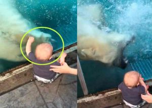 YouTube: Oso polar intentó engullir  a un bebé