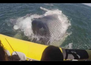 YouTube:  Esta ballena  será lo más impactante que verás