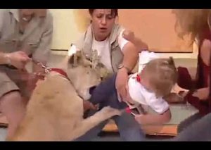 YouTube: Bebé fue atacada por un león en plena transmisión en vivo