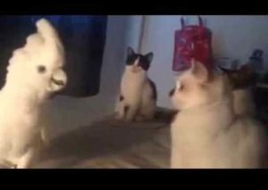YouTube: Mira cómo una cacatúa maulla para conversar con un grupo de gatos
