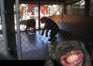 YouTube: Este chimpancé lanzó excrementos a una turista