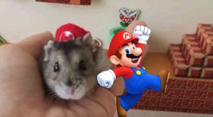 YouTube: Este curioso hamster se convirtió en Mario Bros