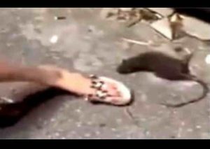 YouTube:  Este roedor se hizo pasar por muerto y mordió a una mujer