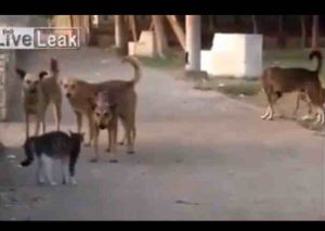 YouTube:  Gato se enfrentó a cinco perros y esto pasó