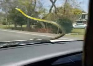 YouTube:  Manejaba y de pronto una serpiente ingresó a su auto
