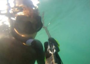 YouTube:  Cámara submarina registró  brutal ataque de tiburón blanco