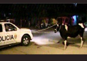 ¡Insólito! Vaca causó disturbio en la calle y fue detenida – VIDEO