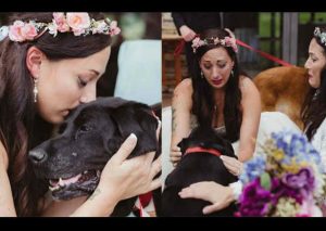 Facebook:  Perro sacrificó su vida para asistir a la boda de su dueña -FOTOS