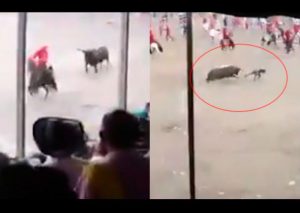 YouTube: Joven embestido por un toro quedó así