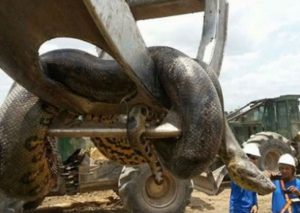 YouTube: Encontraron gigantesca anaconda de más de 10 metros y esto pasó