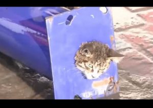 YouTube: Gato atrapado en un tubo fue salvado así