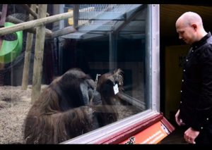 Facebook: Orangután mago es la sensación en las redes sociales – VIDEO