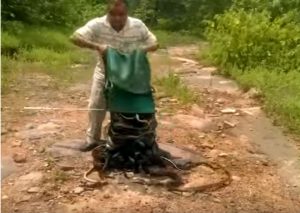 YouTube: 285 serpientes fueron liberadas en medio de un hombre