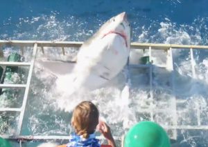 YouTube: Tiburón blanco perdió el control al abrir su jaula