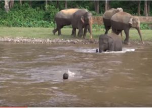 YouTube: Elefante rescató a hombre ahogado