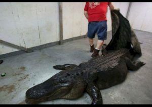 YouTube:  Enorme cocodrilo se tragó este animal y …