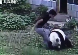 YouTube: Cuidadora despertó a oso panda y reaccionó así