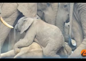 YouTube: El juego de un pequeño elefante será lo más tierno que verás