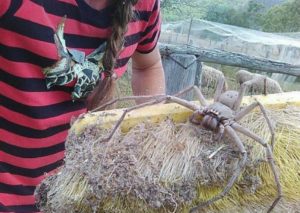 Twitter: Araña gigante causó asombro en las redes sociales – FOTOS