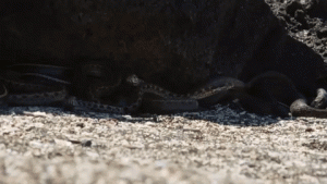 YouTube: Serpientes se aprovecharon de esta ‘pobre’ iguana