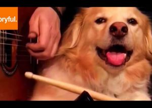 YouTube:  Conoce al perro músico que se robó miradas