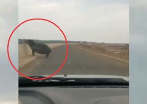 YouTube: Se cruzó con este hipopótamo y reaccionó de la peor manera