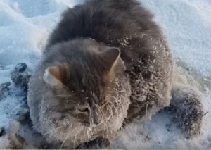 YouTube: Salvaron a gato congelado y quedó con este ‘look’